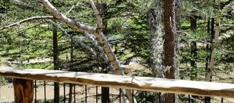 A remote cabin surrounded by Pine, Birch and Aspen trees, five miles to Deadwood