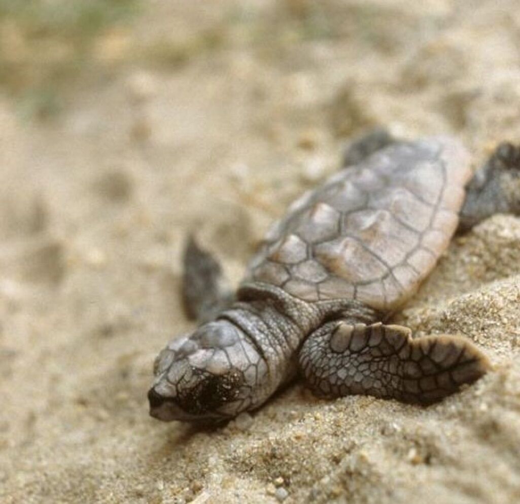 A turtle on a sandy surface.