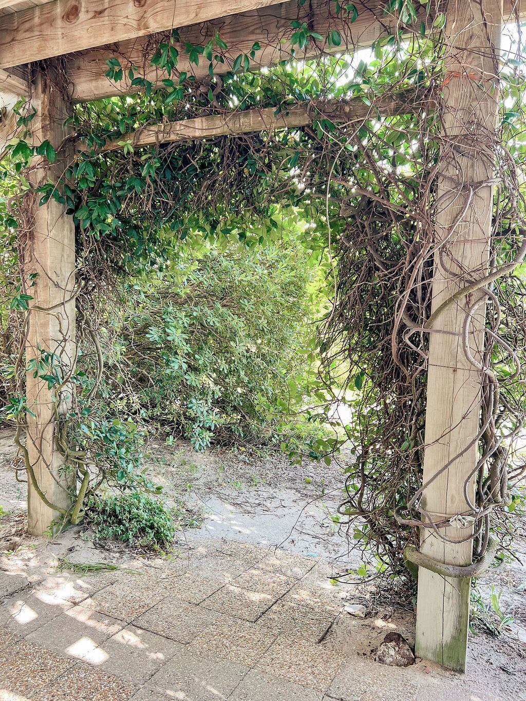 A wooden pergola structure with vines growing over it, surrounded by dense greenery.