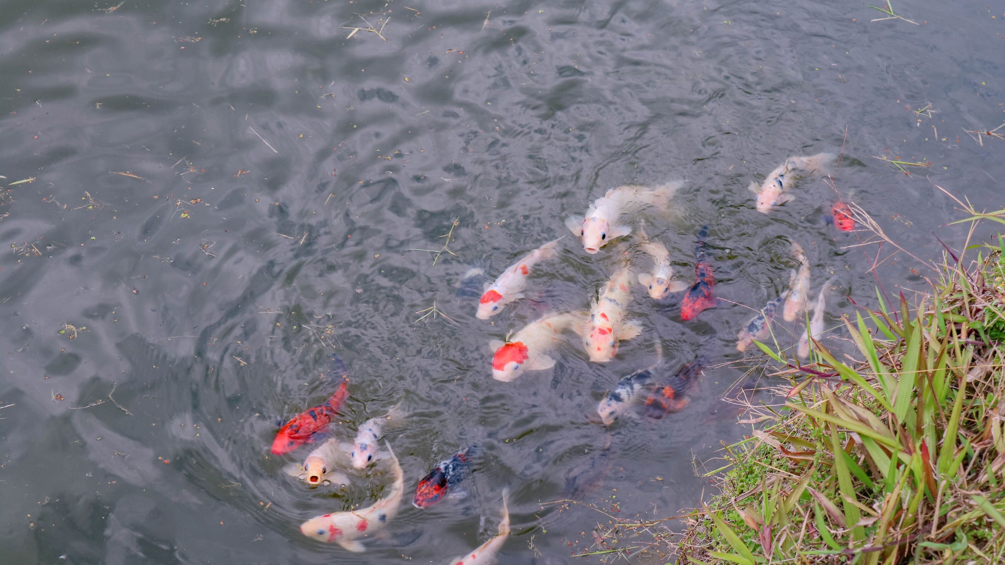 A pond with koi fish swimming.