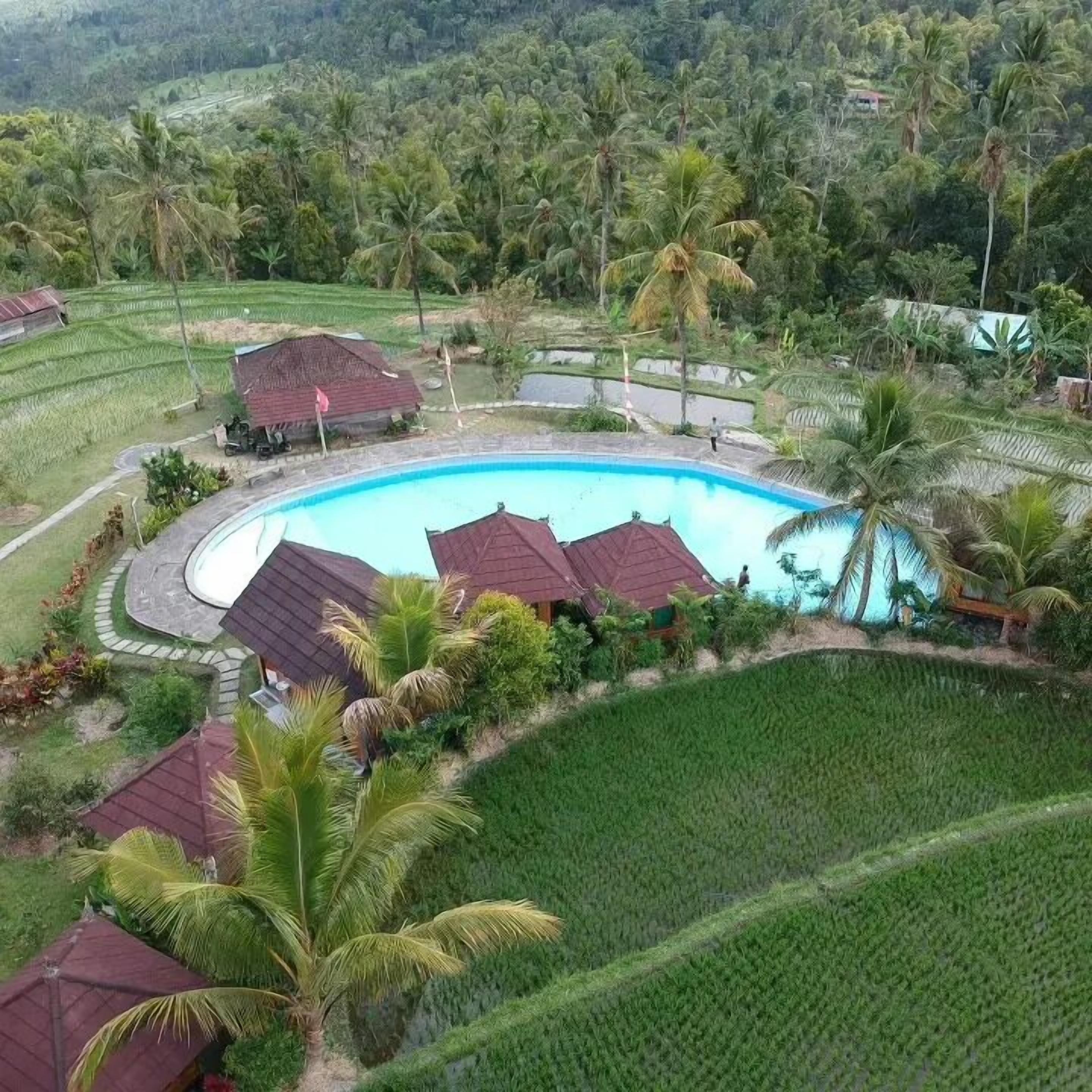 A swimming pool surrounded by lush greenery and palm trees, with a few buildings in the background.
