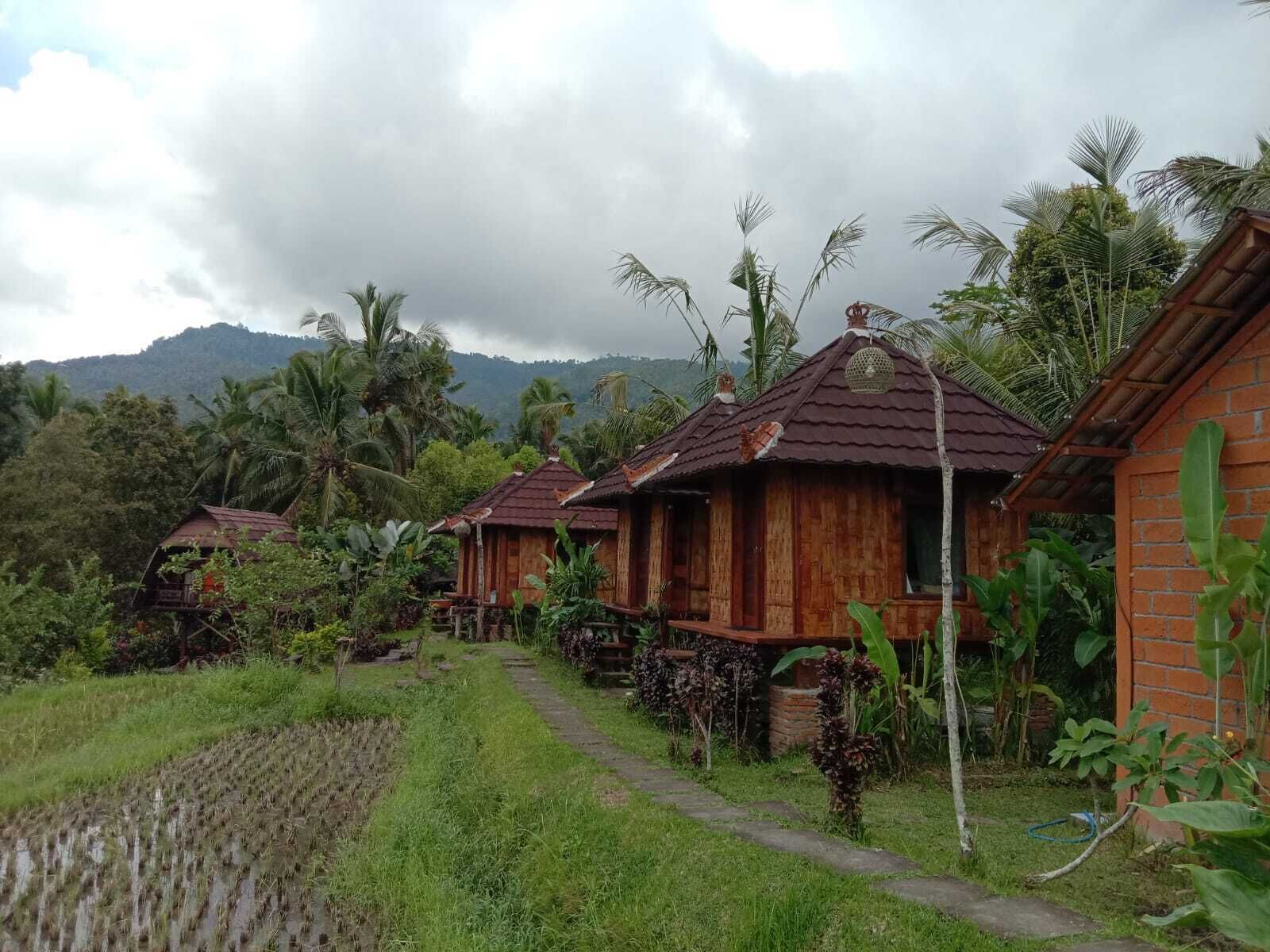 A row of wooden cabins with tiled roofs, surrounded by lush greenery and a rice field.