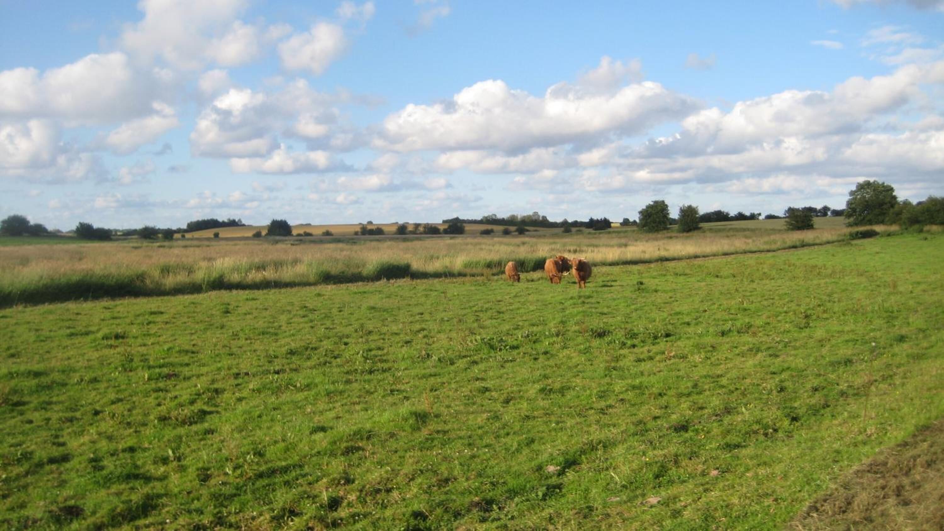A wide, open field with a few cows grazing.