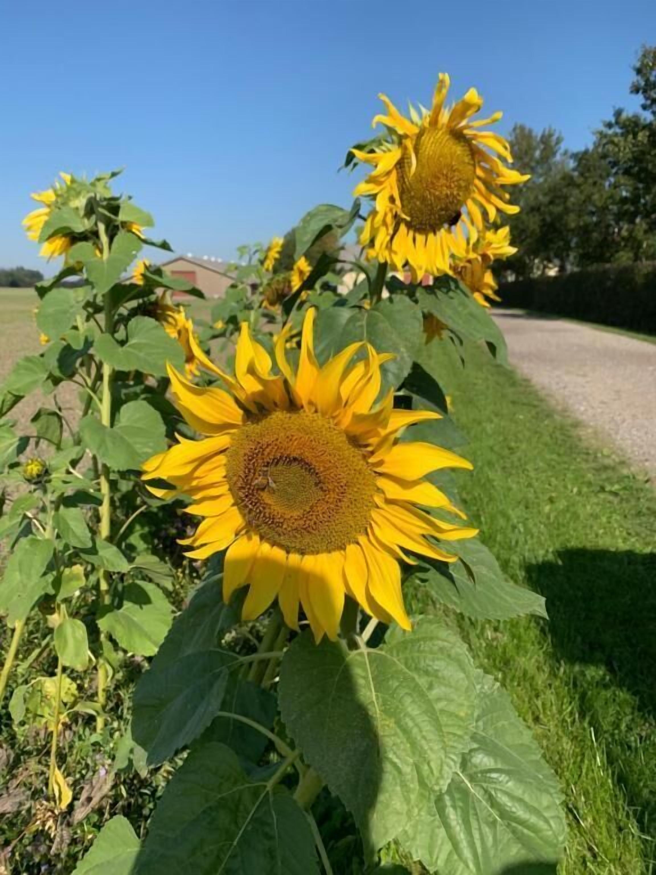 Un campo de girasoles con cielo despejado.