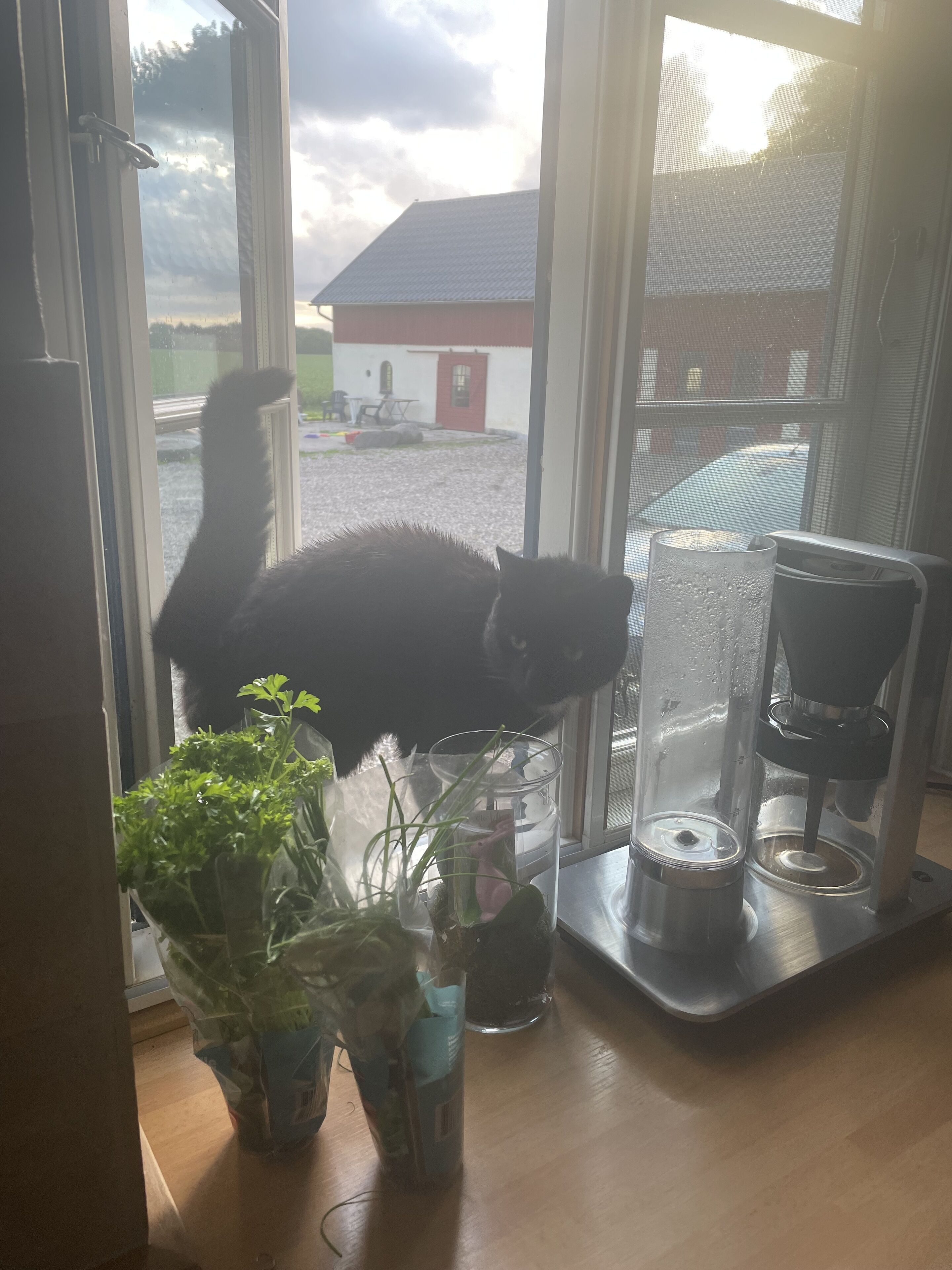 Eine Katze in einem Zimmer mit einem Fenster, einer Kaffeemaschine und einer Pflanze auf dem Fensterbrett.