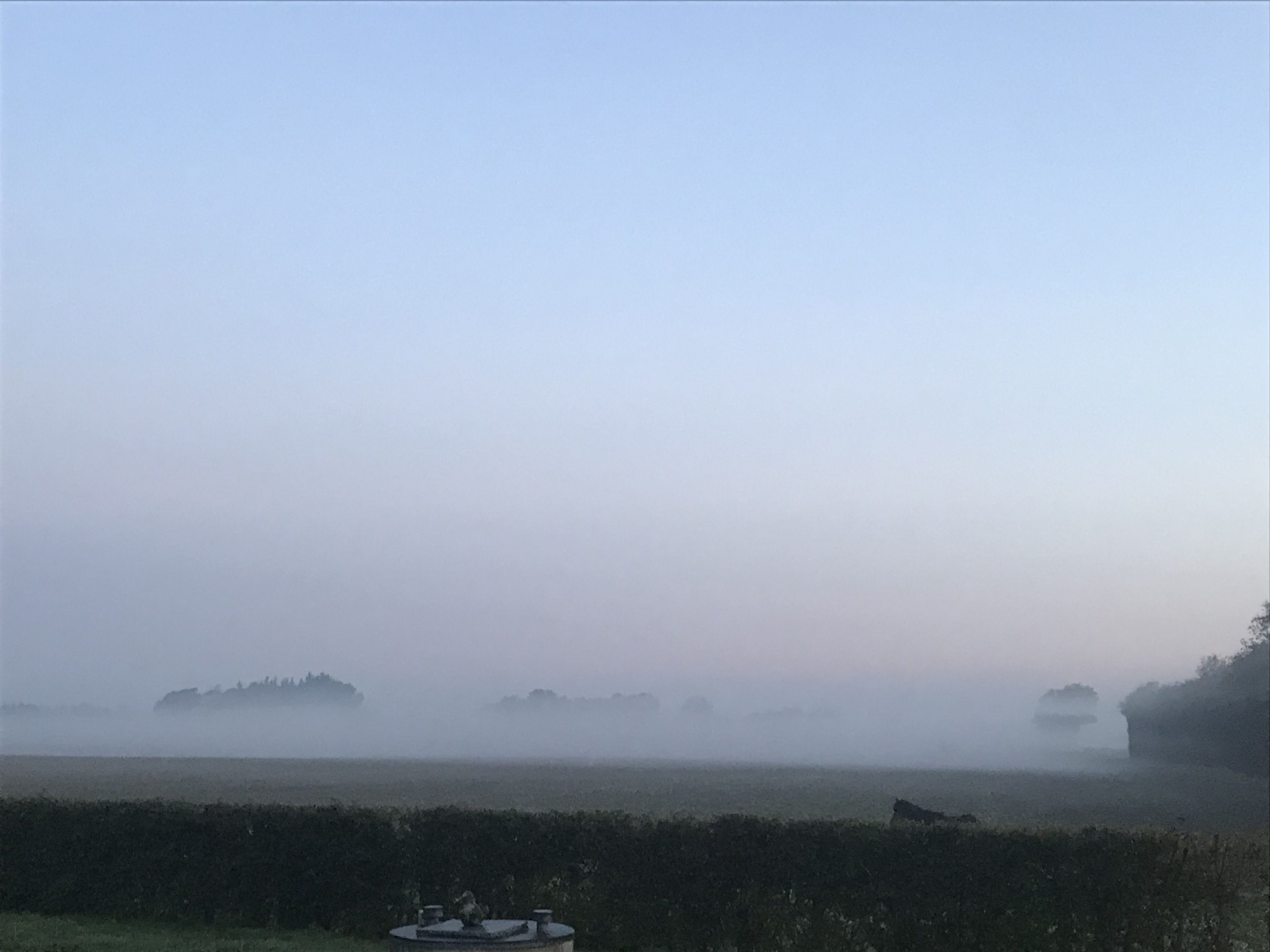 A foggy landscape with a distant tree line and a hedge in the foreground.