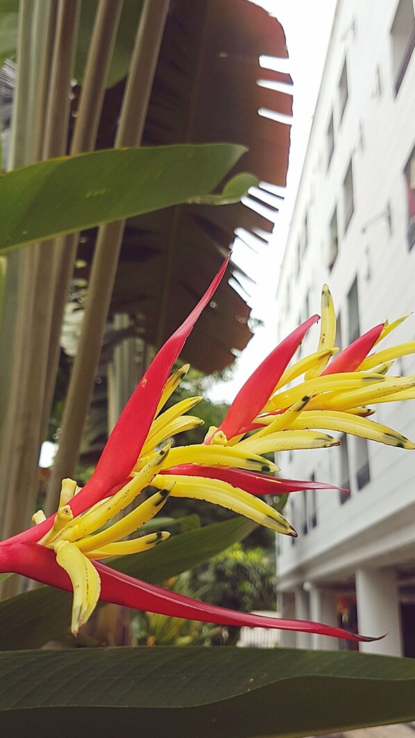 Primer plano de una flor roja y amarilla con un edificio al fondo.