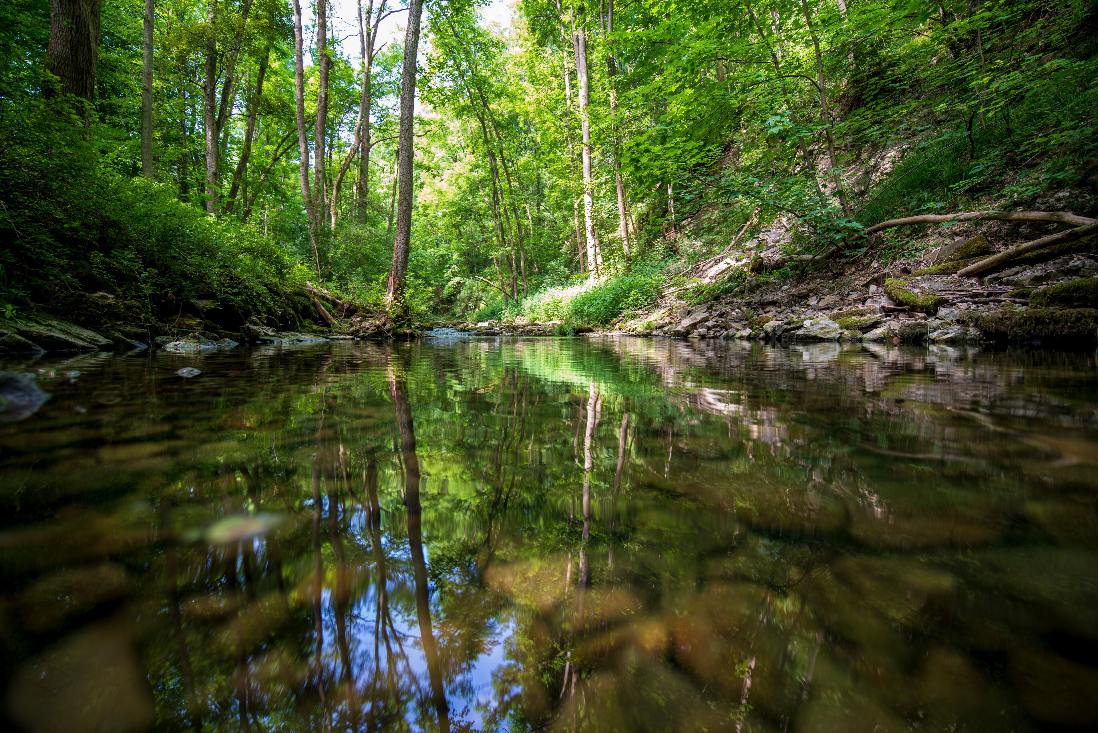 A serene forest stream with dense greenery and tall trees reflecting in the water.