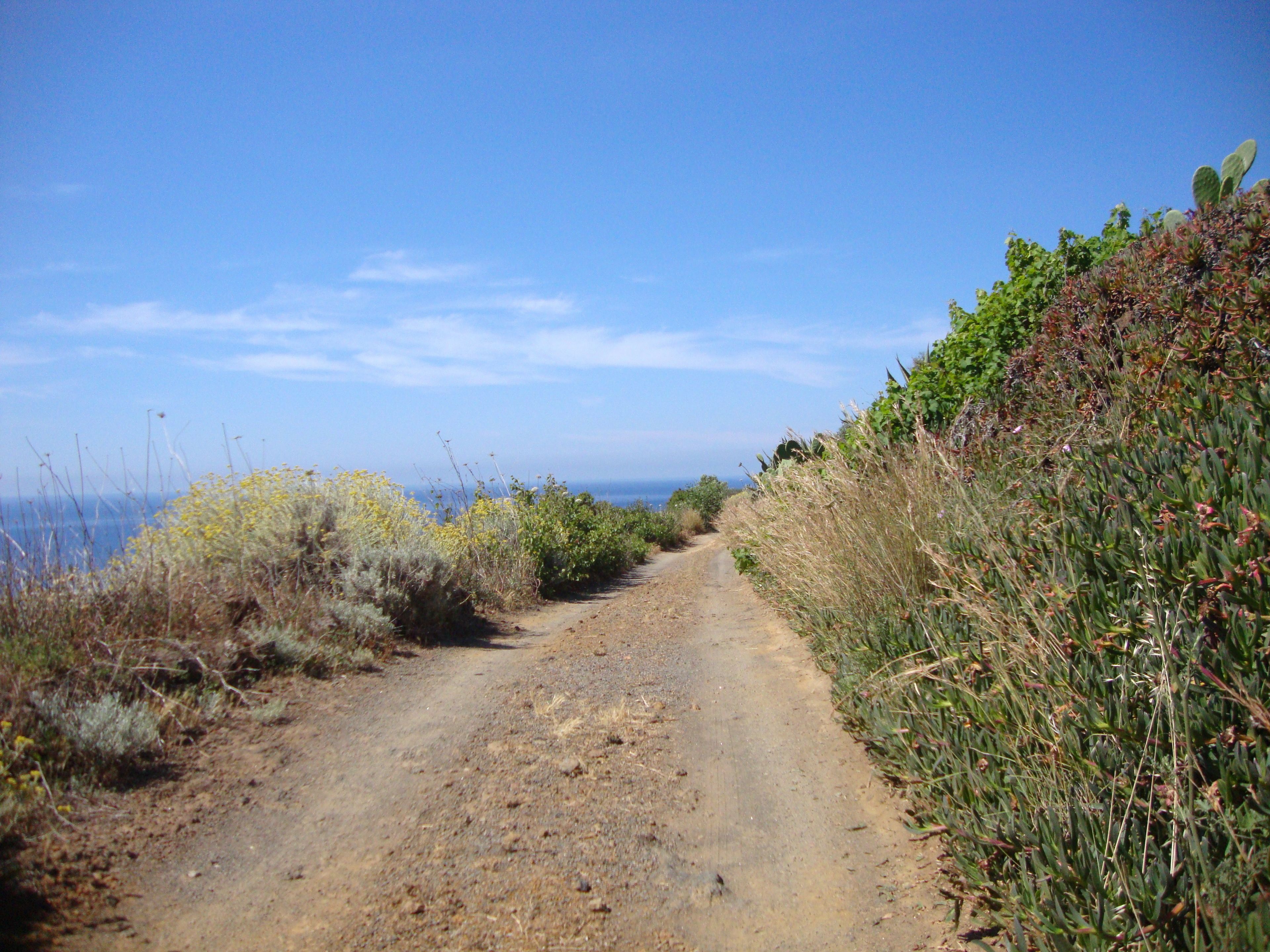 A dirt path with dense vegetation on both sides, leading towards a distant view.