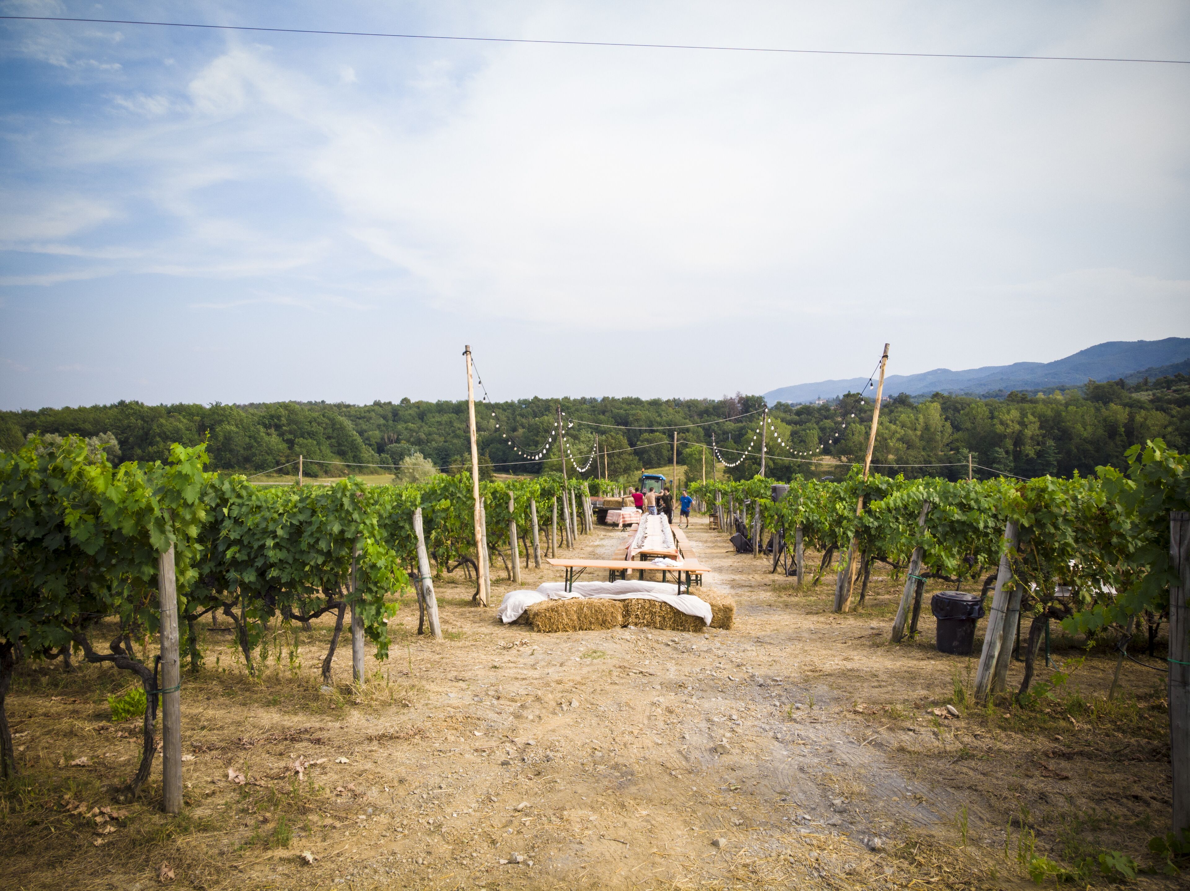 Viñedo con hileras de vides, un camino de tierra que conduce a una mesa de madera y fardos de heno.