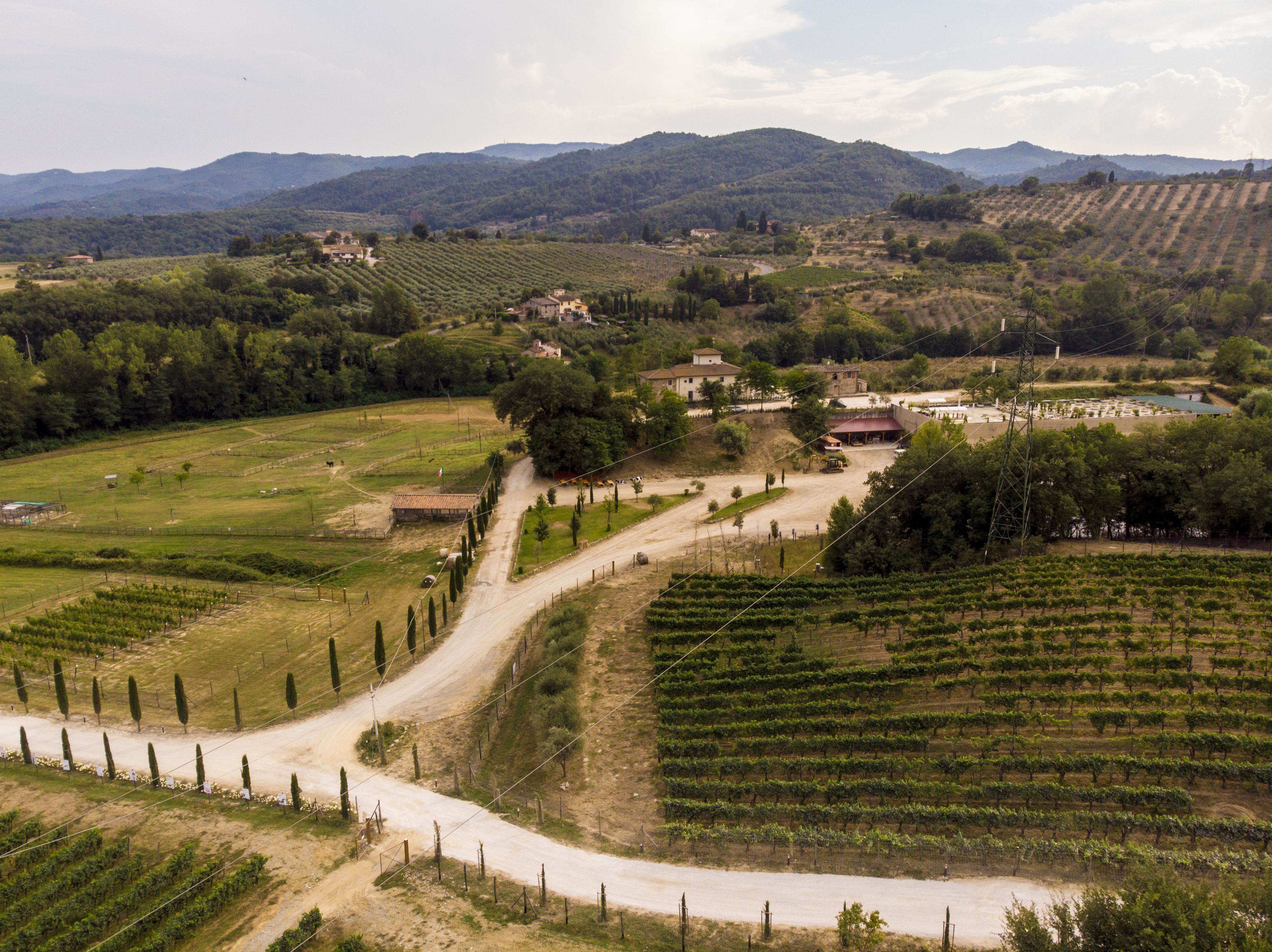 A vineyard with rows of grapevines, a dirt road, and buildings in the background.