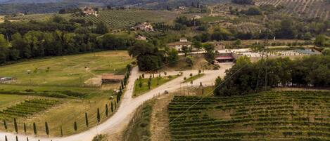 A vineyard with rows of grapevines, a dirt road, and buildings in the background.