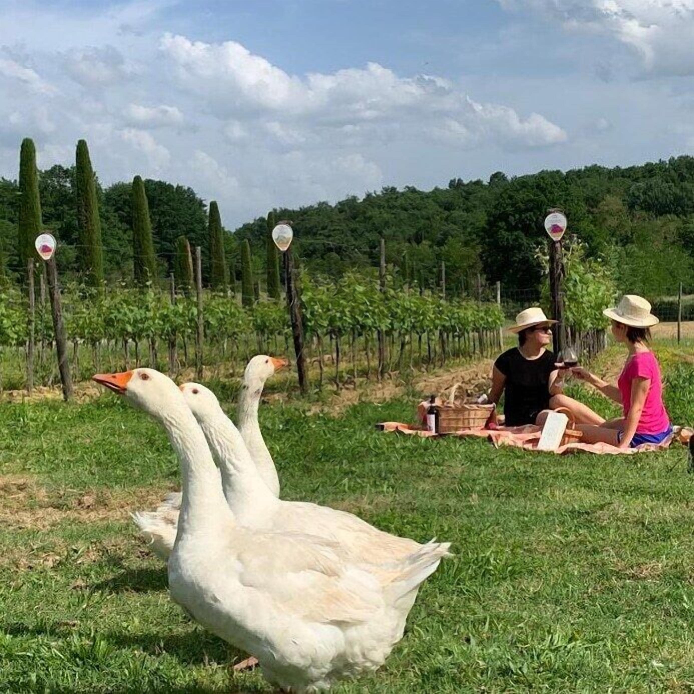A picnic area with a vineyard in the background and a goose nearby.