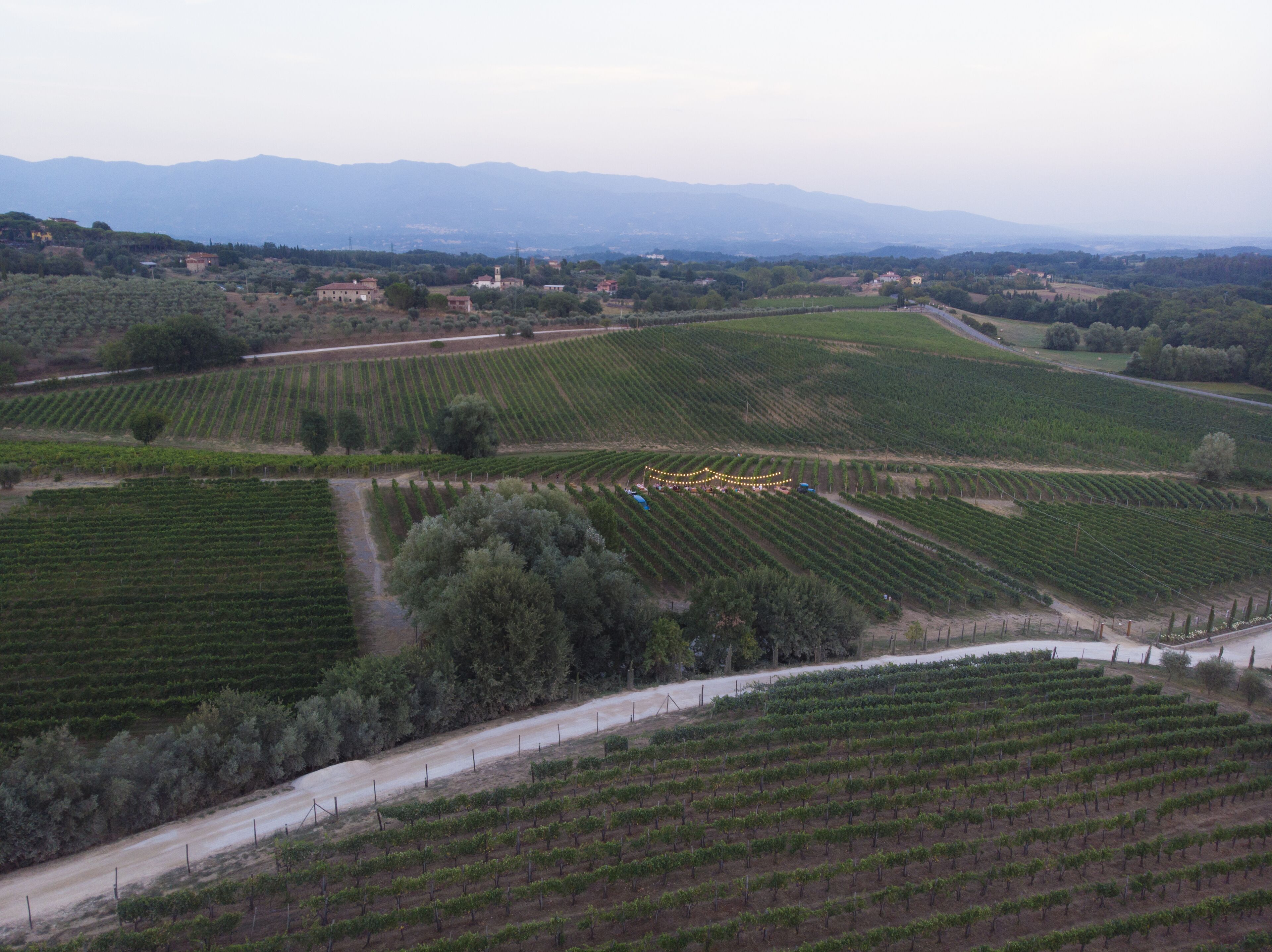 A vineyard with rows of grapevines, a dirt path, and distant buildings.