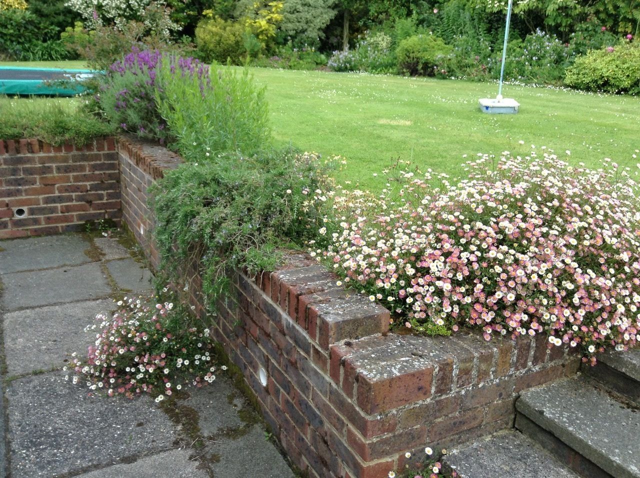 Un muro de ladrillo con un jardín lleno de flores rosas y blancas, un césped y una piscina verde al fondo.