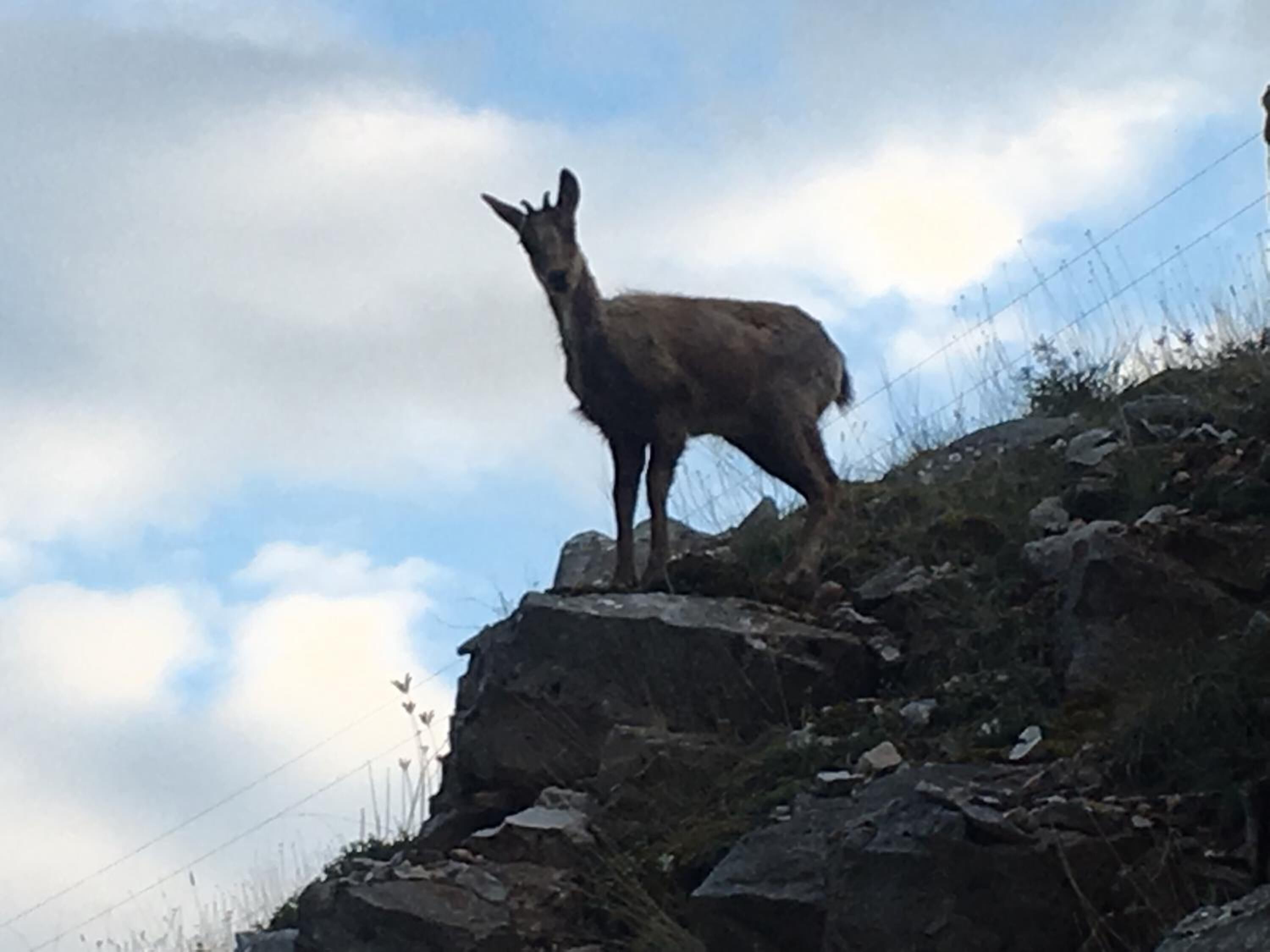 Ein Lama steht auf einer felsigen Klippe, im Hintergrund ist ein Stacheldrahtzaun zu sehen.