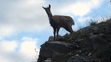 Ein Lama steht auf einer felsigen Klippe, im Hintergrund ist ein Stacheldrahtzaun zu sehen.