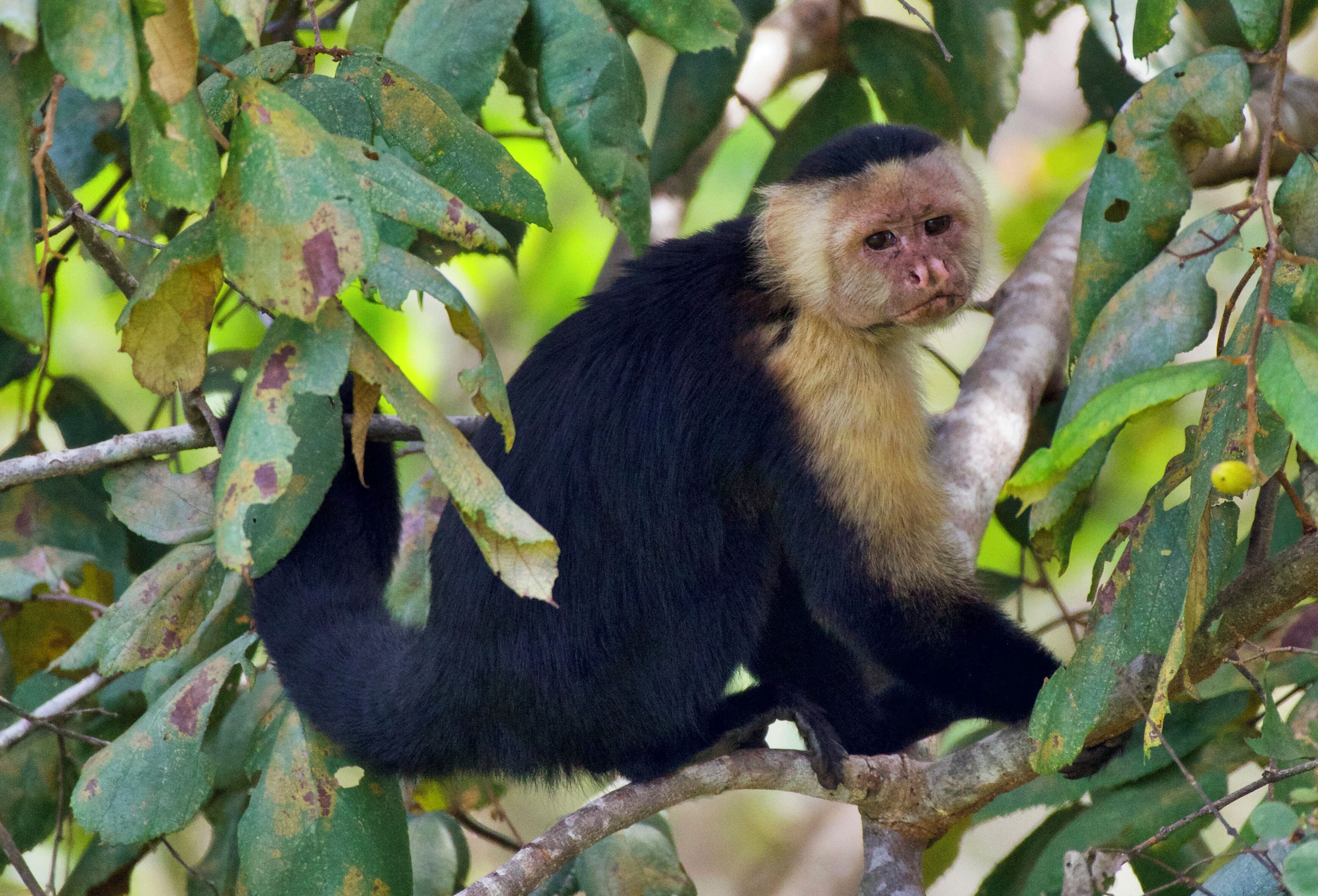 A monkey sitting on a tree branch surrounded by green leaves.