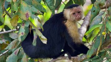 A monkey sitting on a tree branch surrounded by green leaves.
