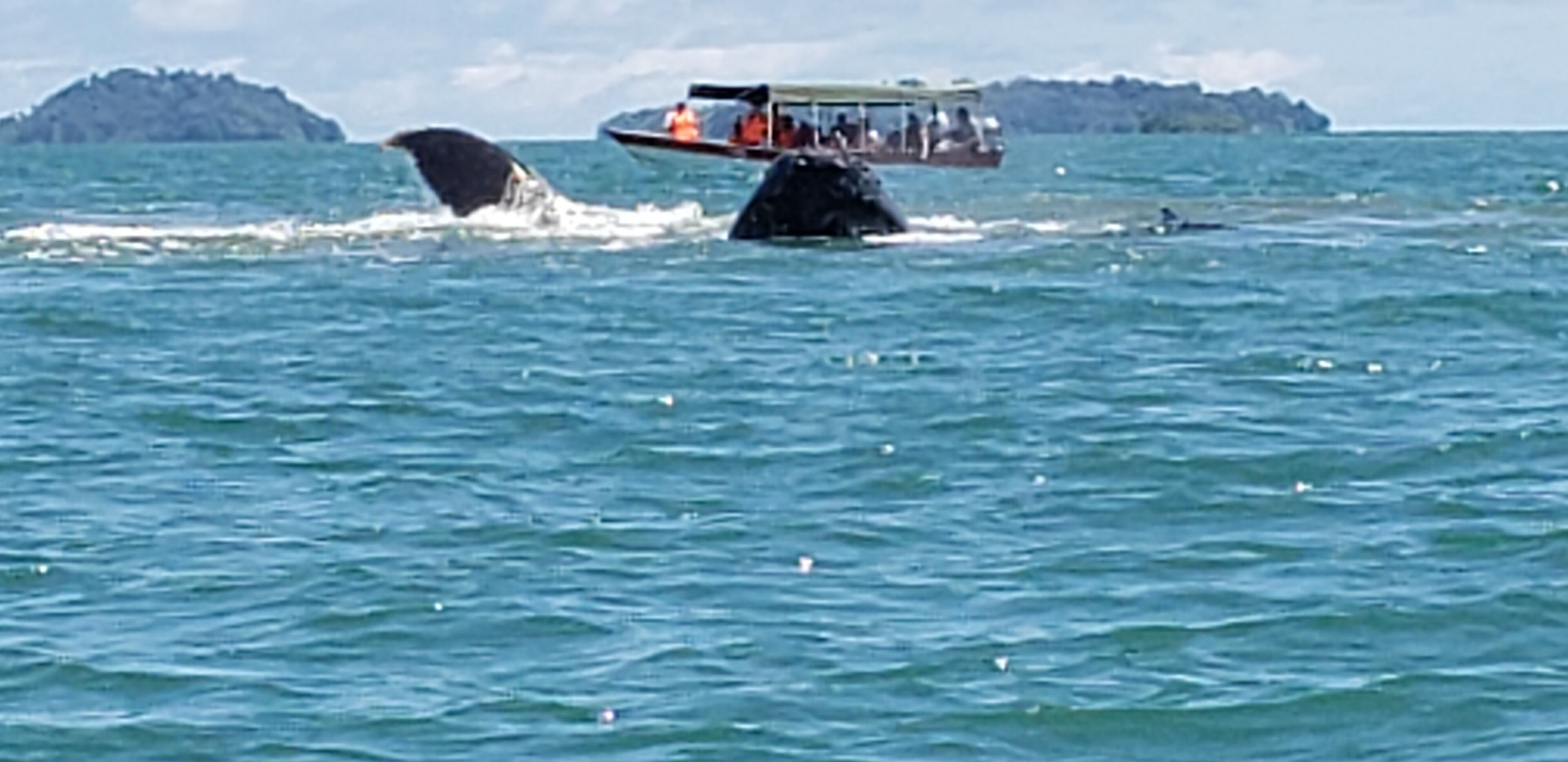 Un bote con pasajeros observando a una ballena saltando en el océano.