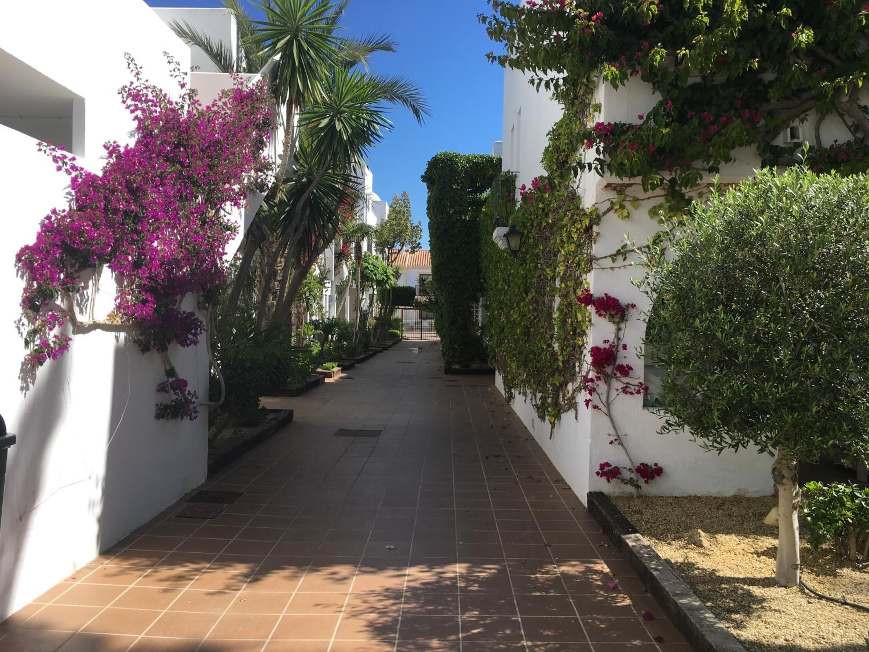 Un étroit sentier dallé, bordé de murs blancs, avec une végétation luxuriante et des plantes en fleurs.
