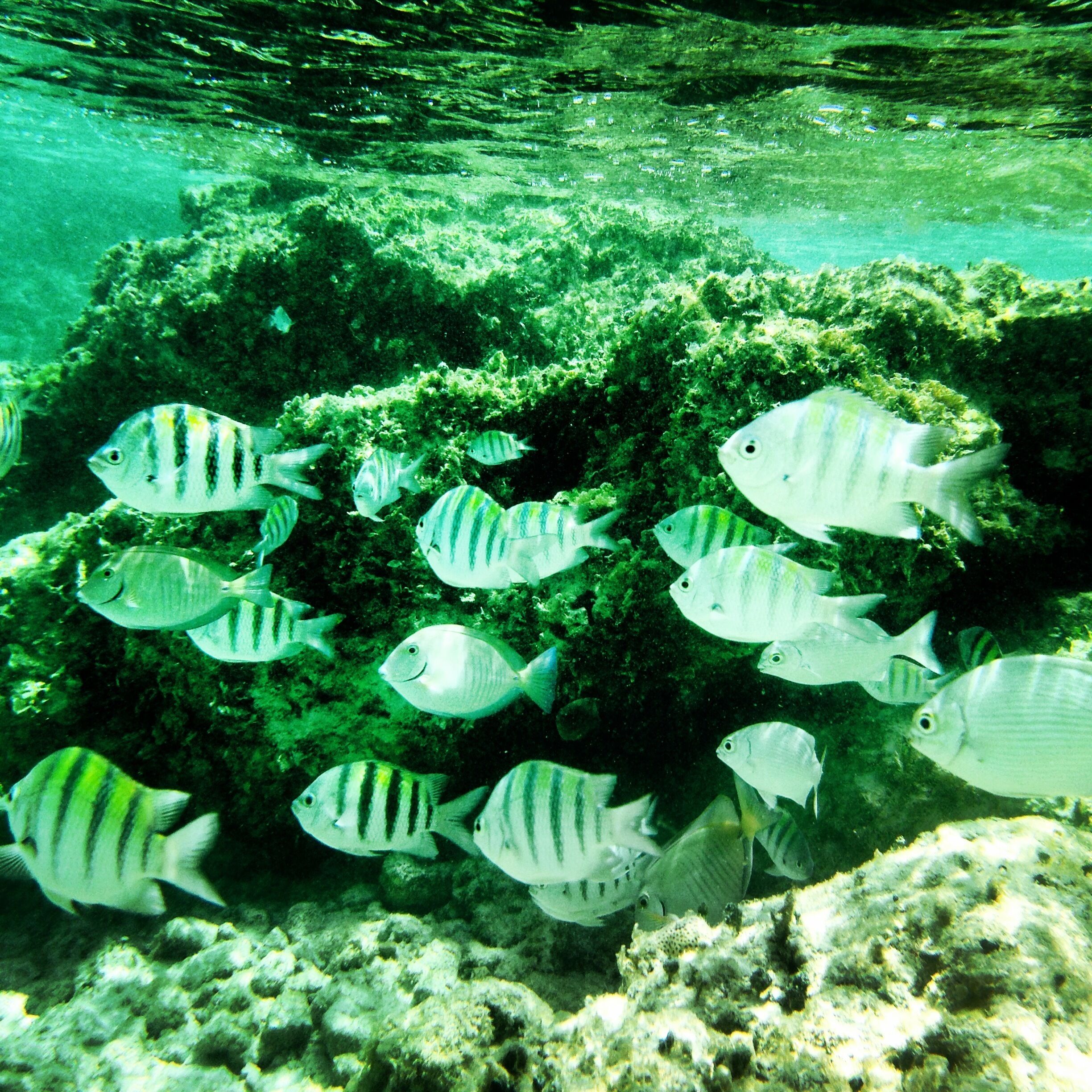 A coral reef with various fish species swimming around.