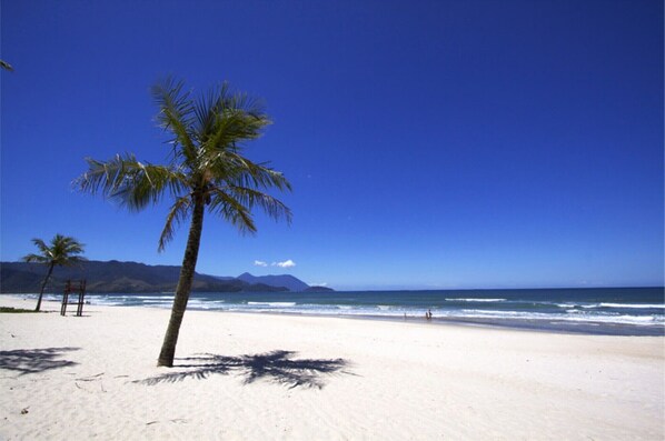Enjoy a serene beach experience with a palm tree standing sentinel on the shore.