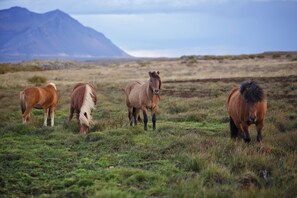A group of horses grazing in a grassy field with mountains in the background. - Hestaland Riverside Cottage (Borgarbyggd)