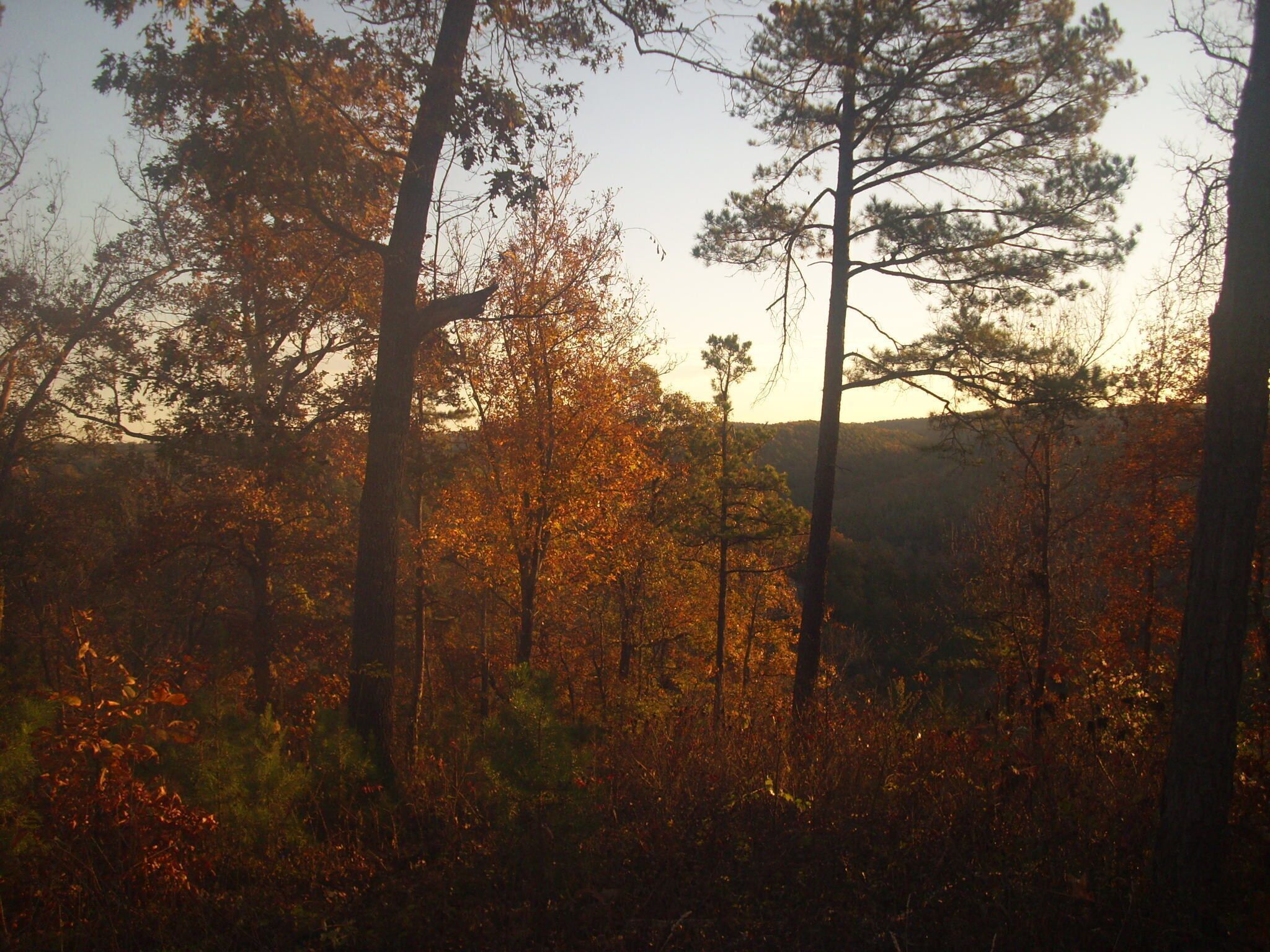 Un bosque con árboles altos y un cielo despejado.