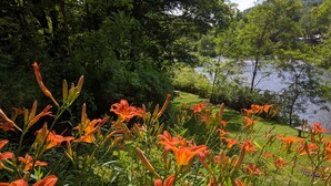 Een tuin met oranje lelies en een meer op de achtergrond.