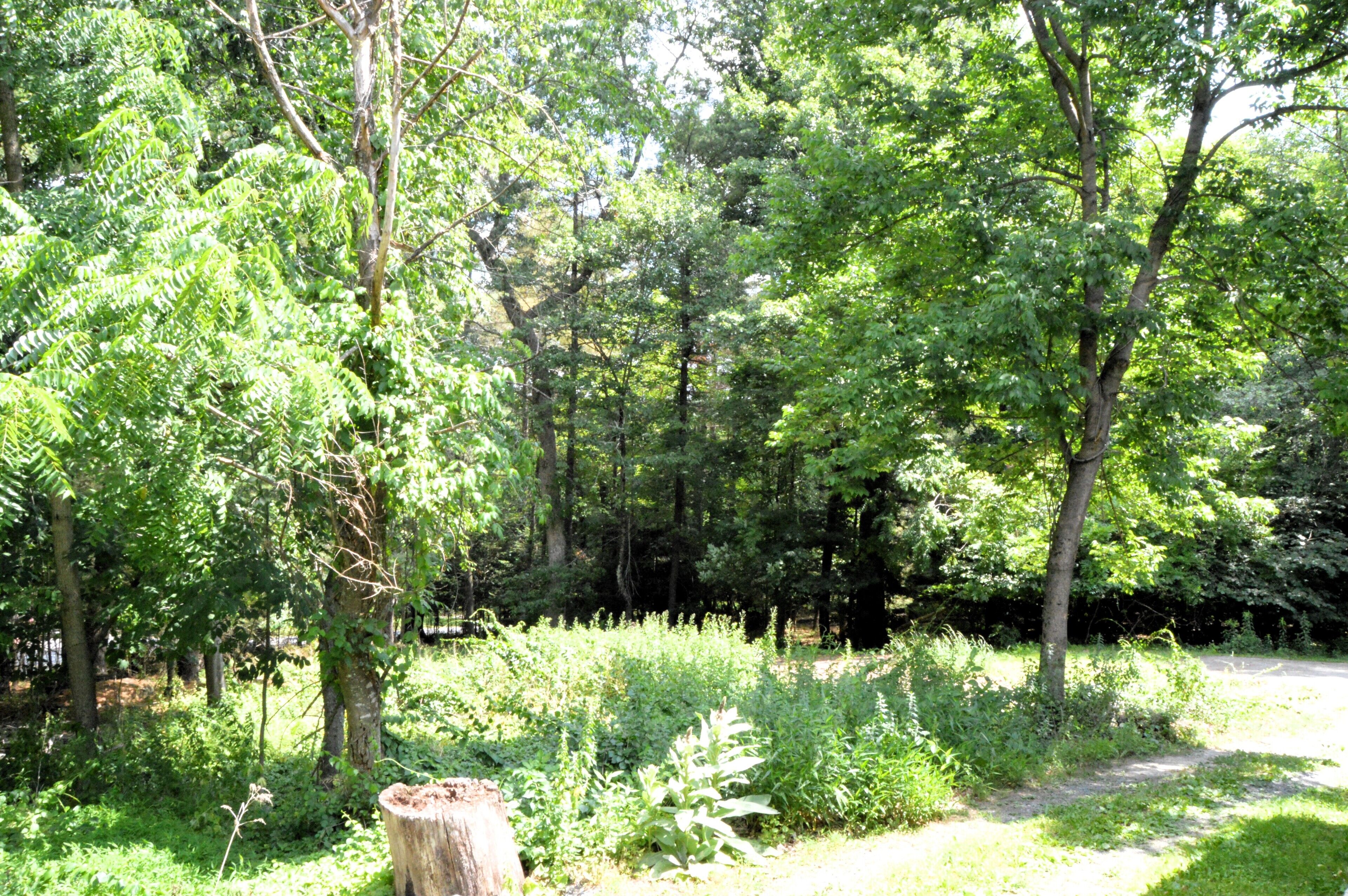 Jardin