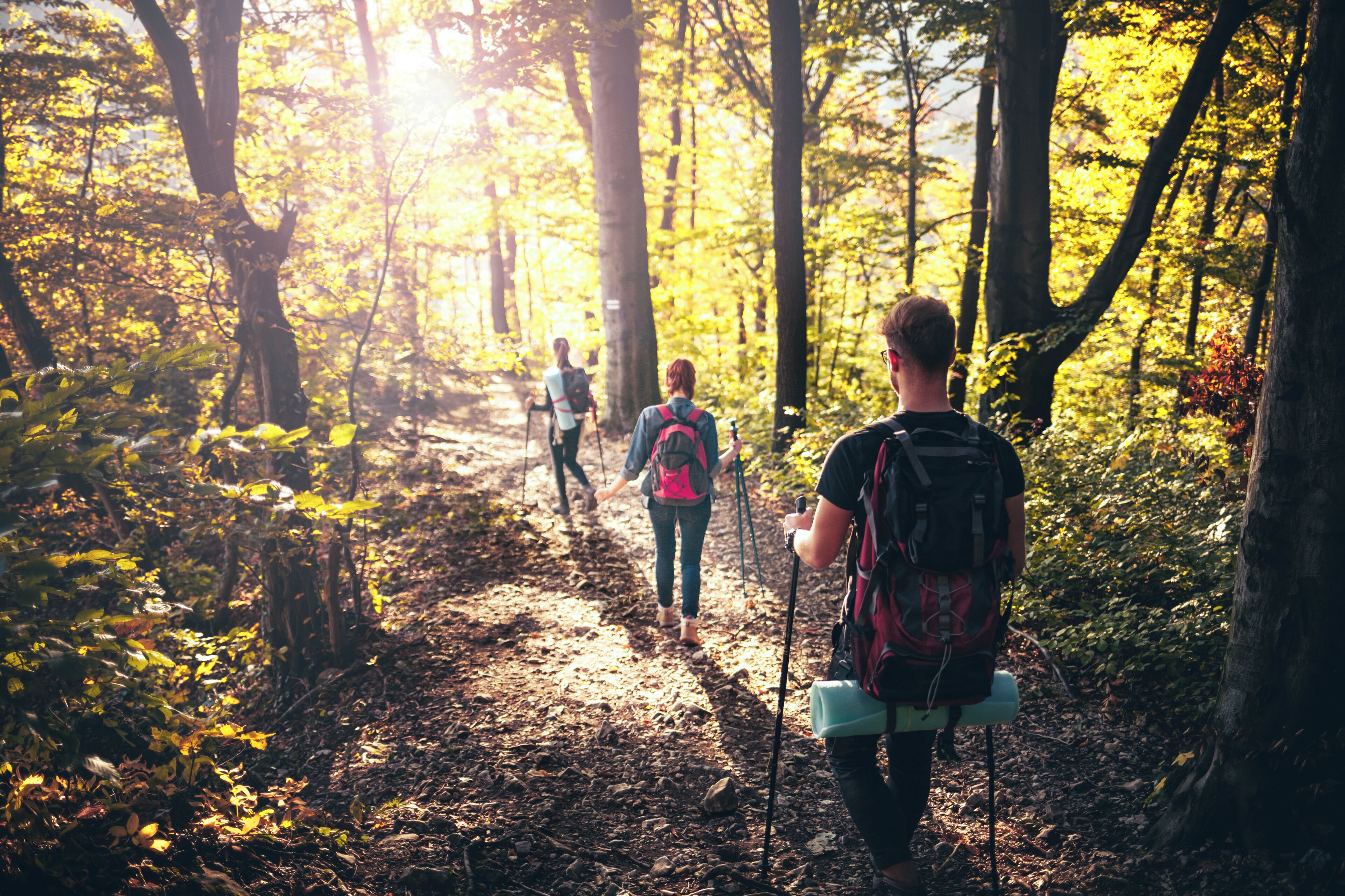 A forest trail with hikers.