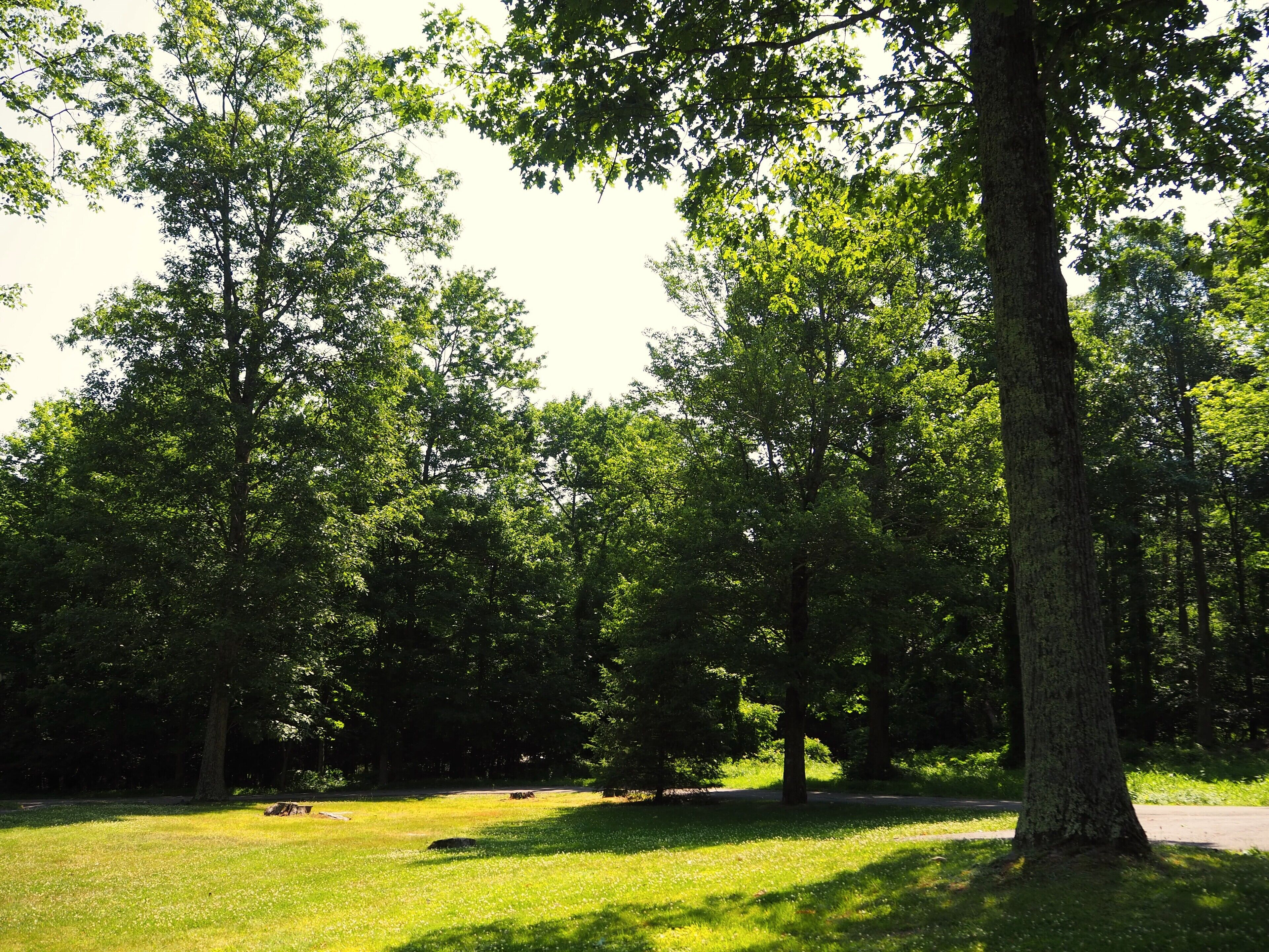 A park with tall trees, a grassy area, and a paved path.
