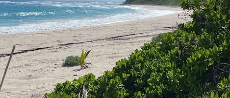 Playa en los alrededores, camastros y toallas de playa 