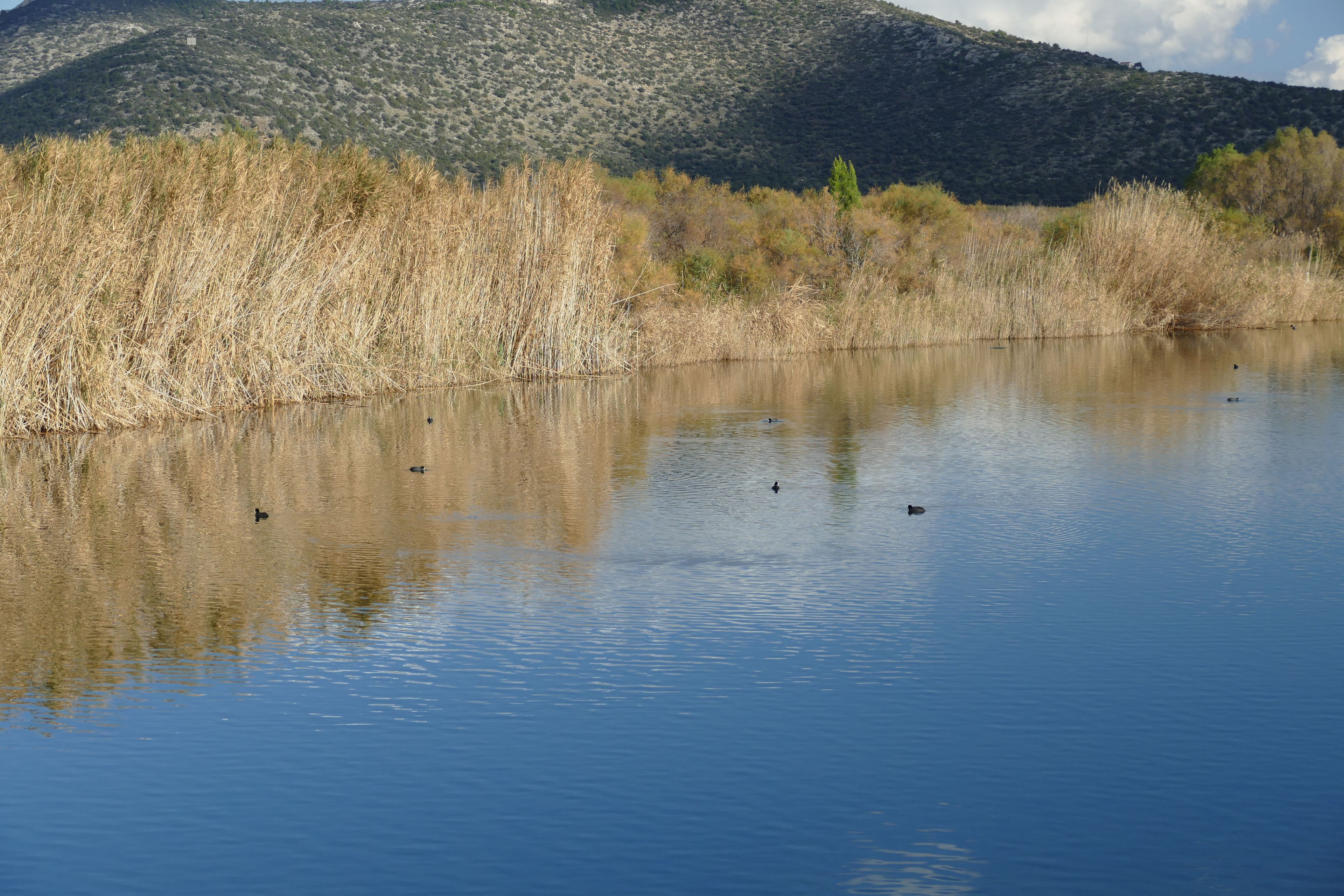 A calm lake with reflections of surrounding vegetation and a mountain in the background.