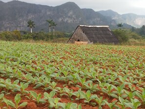 Hiking - Villa Los Miranda 2 (Viñales)
