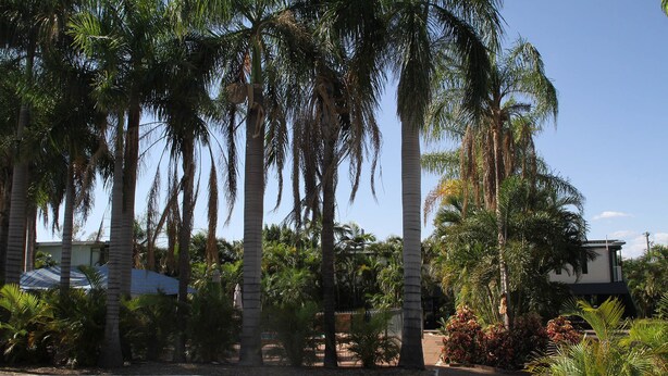 A paved pathway lined with tall palm trees and various tropical plants. - Irish Club Accommodation (Parkside)