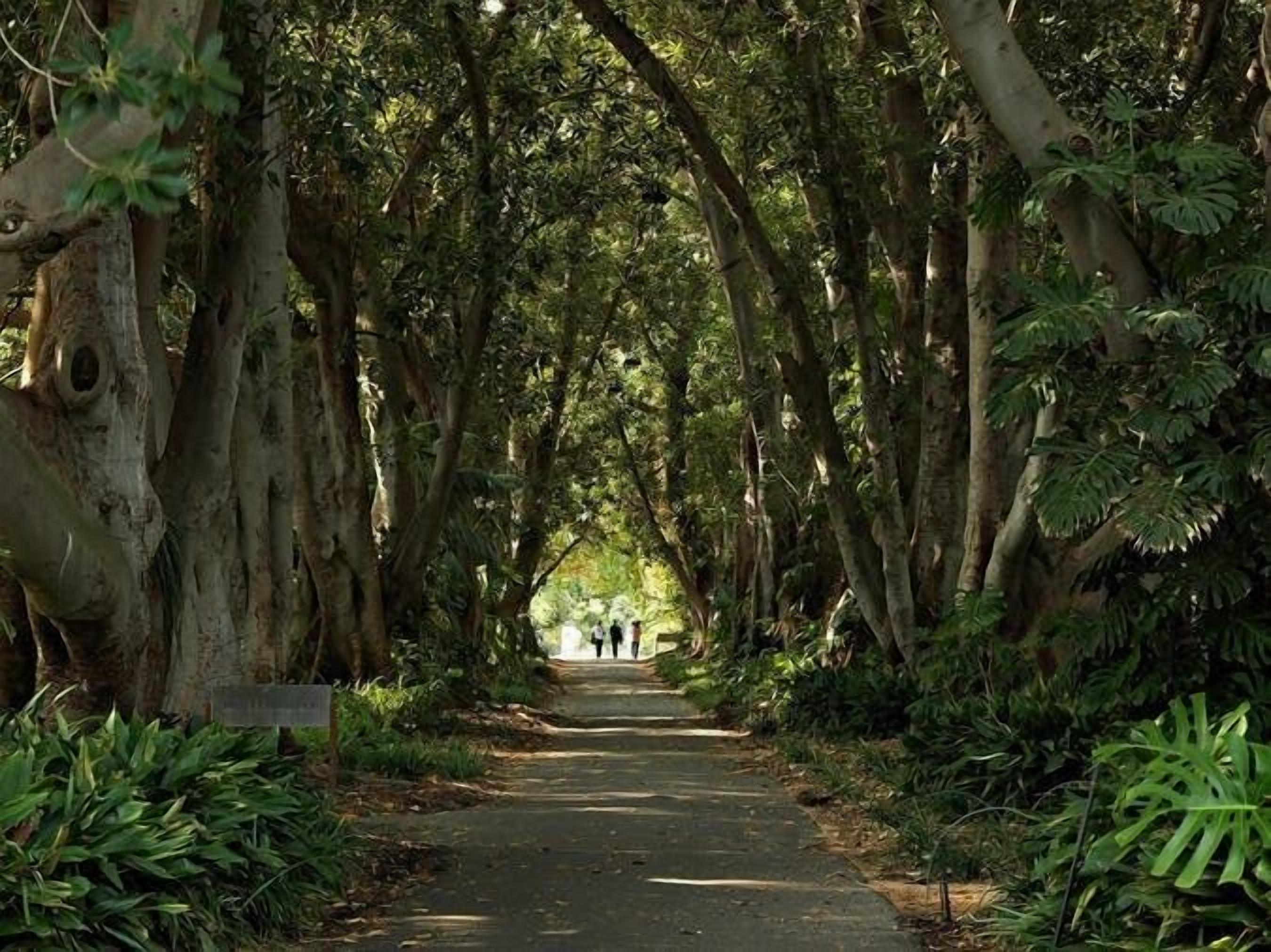 Un sentier bordé d’arbres dans un parc.