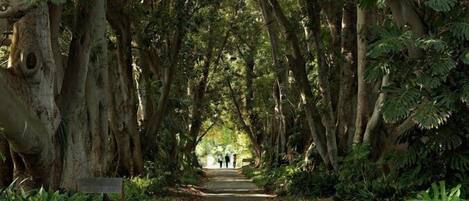 Un sentier bordé d’arbres dans un parc.
