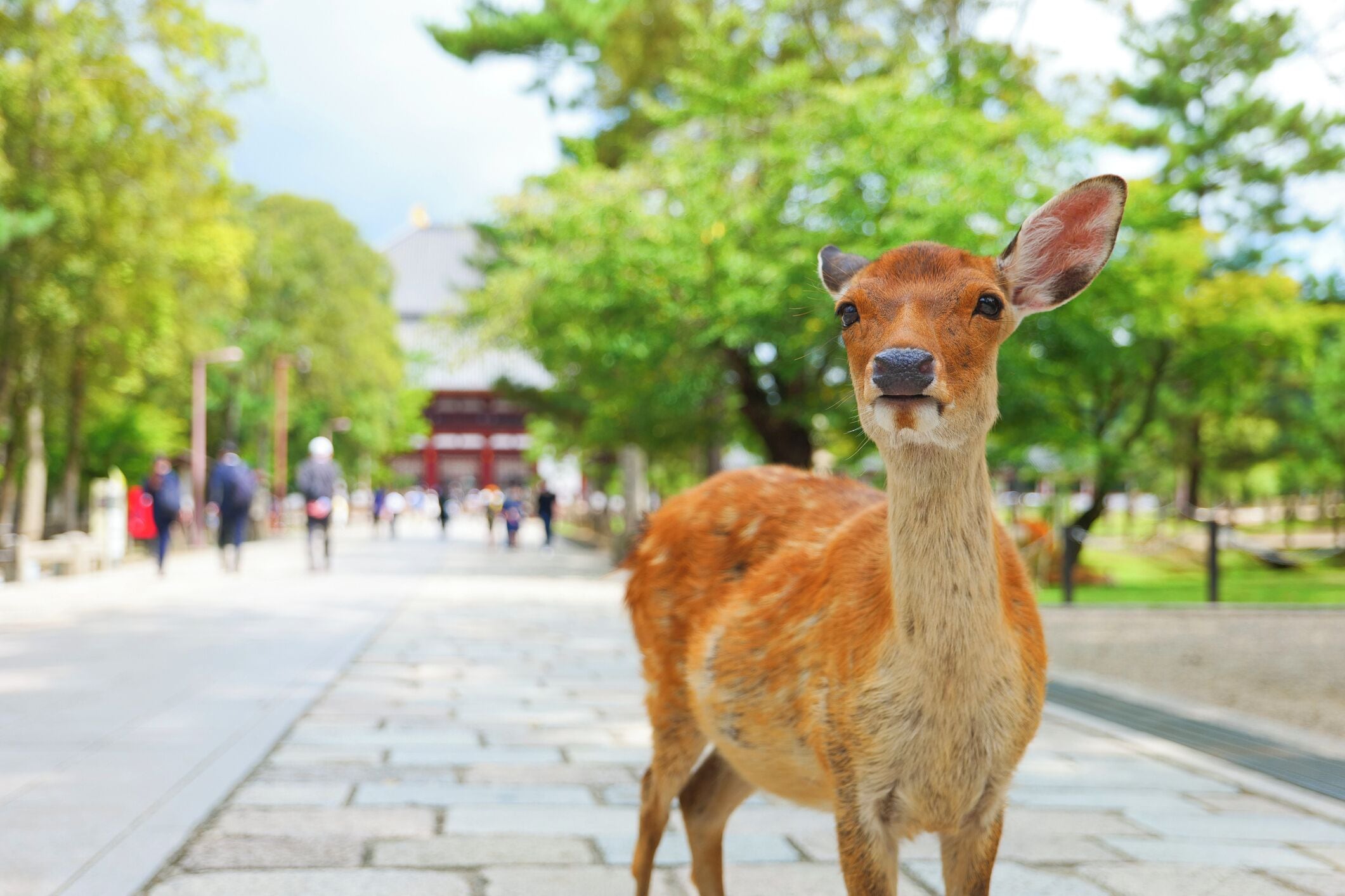 A deer standing on a paved pathway in a park with trees and a distant building.