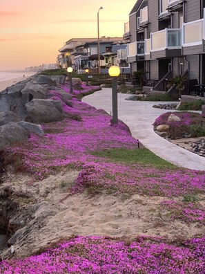 Un paseo marítimo con flores moradas, un sendero pavimentado y edificios residenciales al fondo.