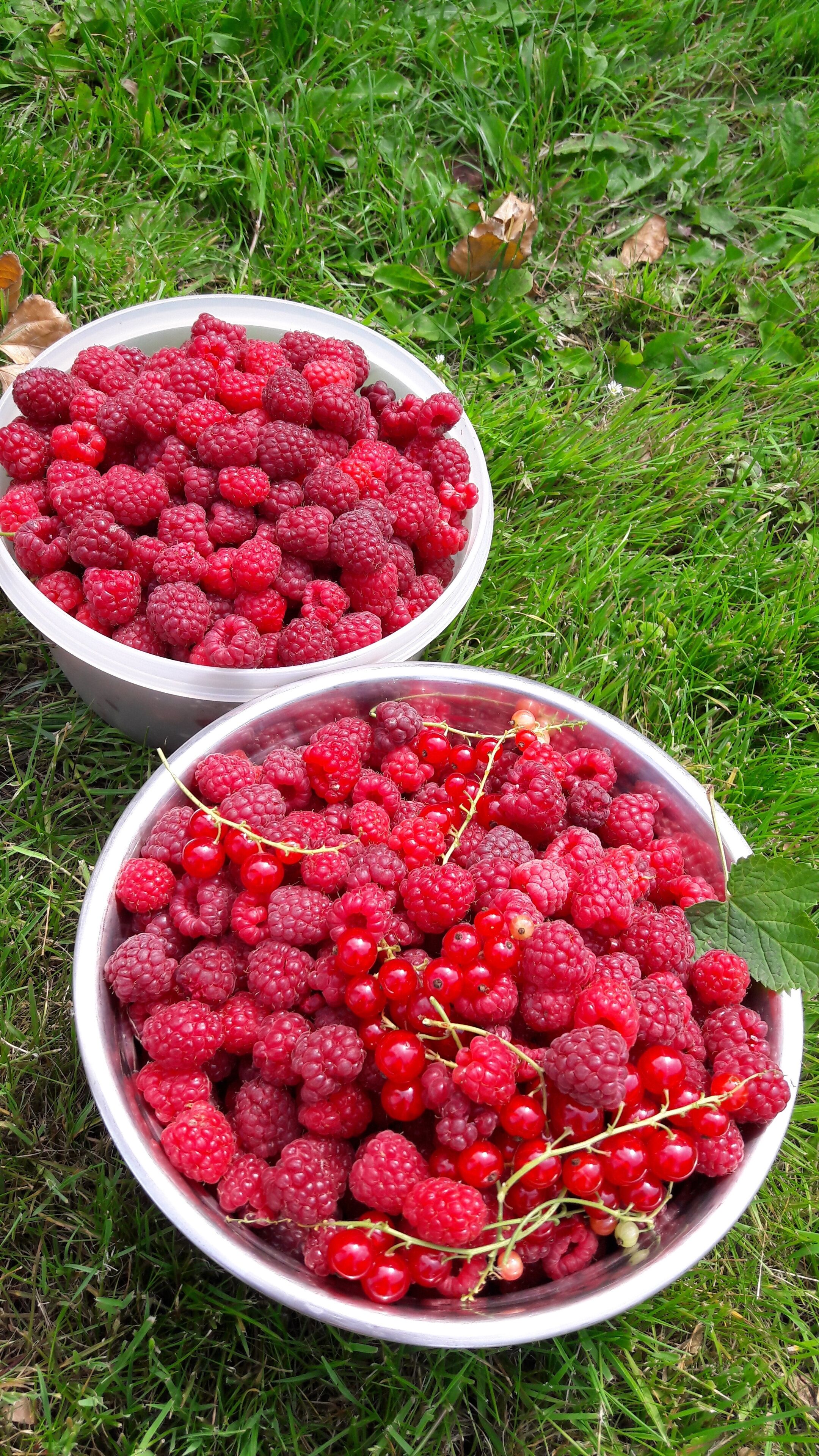Two bowls of red raspberries and red currants on grass.