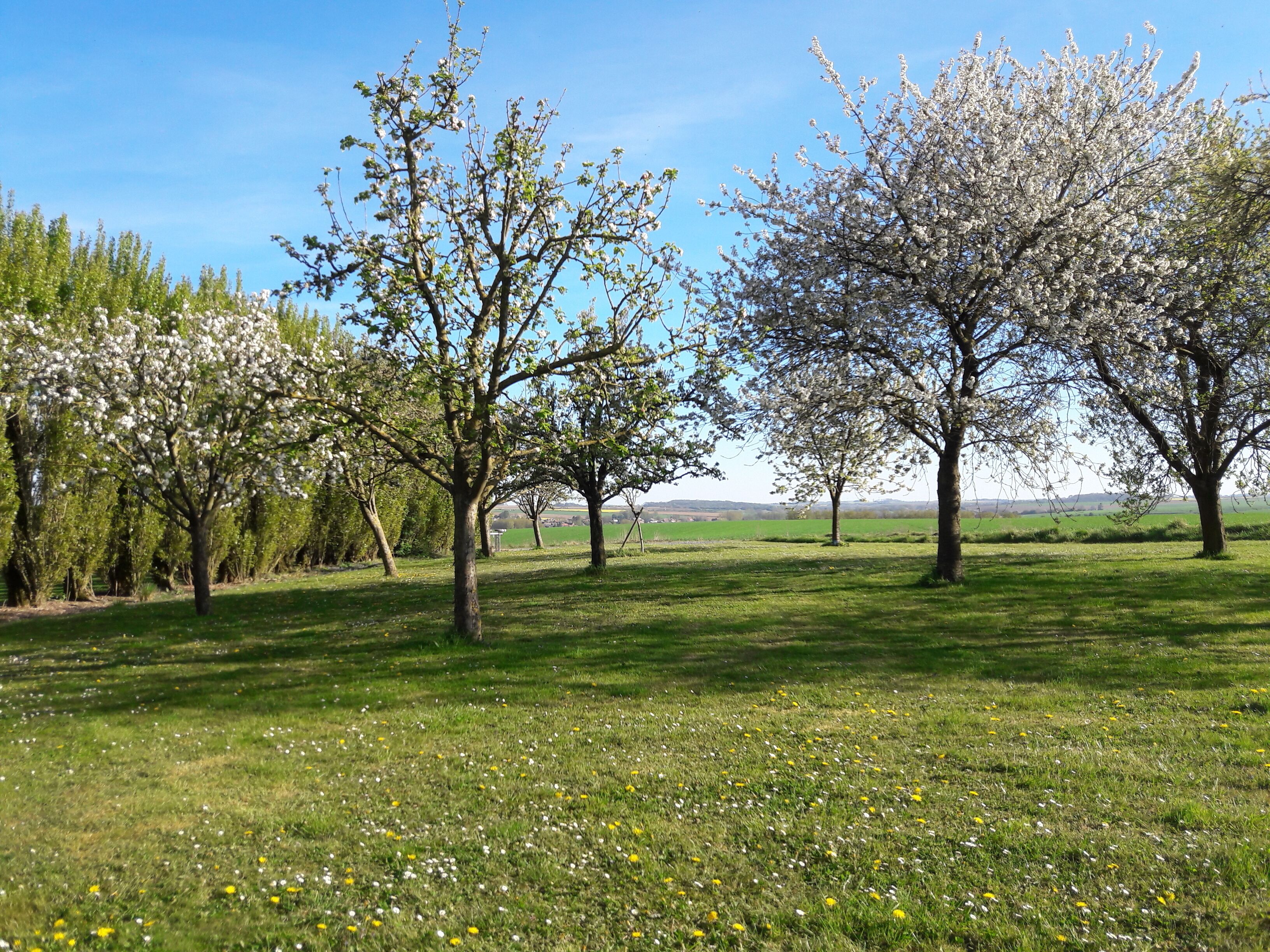 A grassy field with blooming trees and a clear sky.
