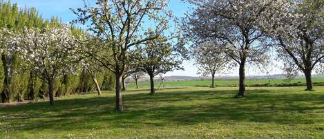 A grassy field with blooming trees and a clear sky.
