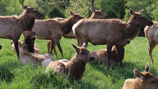 Un grupo de ciervos en un campo con árboles al fondo.