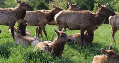 Uusittu, ilman vaiheita. Olisi mukavasti vieraita!