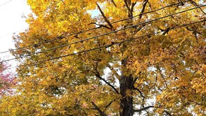 A tree with yellow leaves in front of a row of white houses with blue shutters. - FISHING AND FAMILY FRIENDLY- NOTHING FANCY (Linesville)