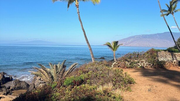 A coastal landscape with palm trees, a dirt path, and a view of the ocean.
