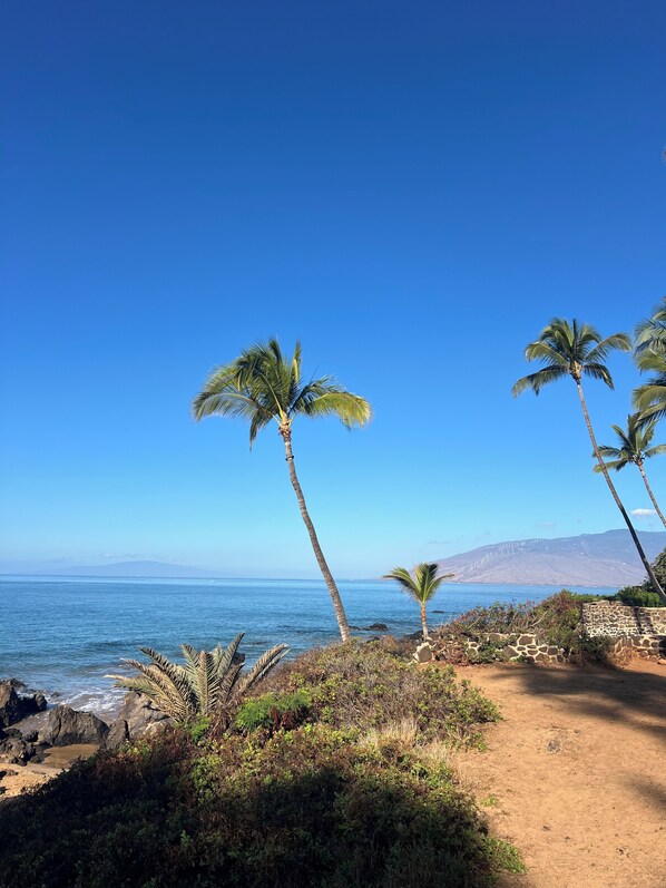 A coastal landscape with palm trees, a dirt path, and a view of the ocean.