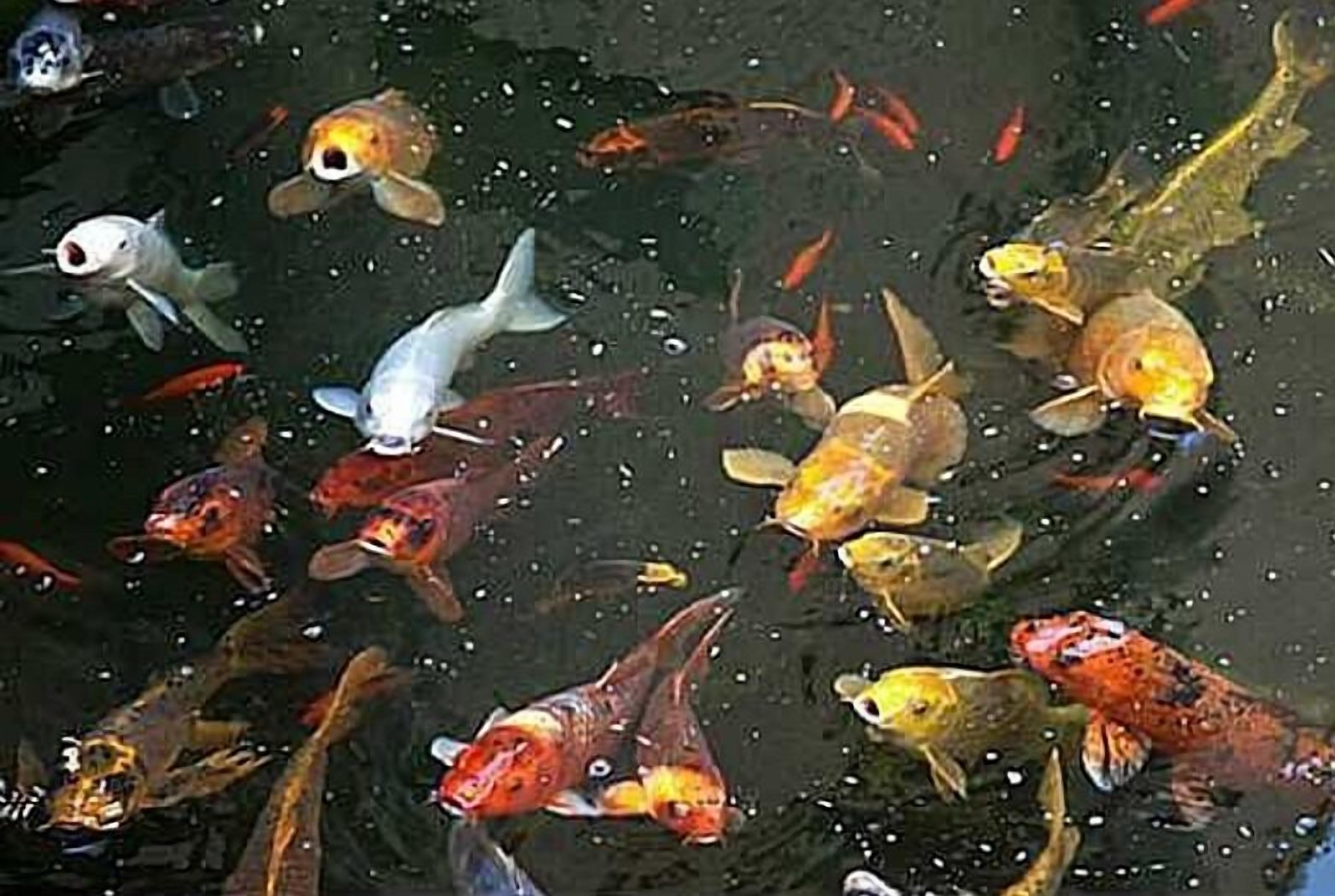 A variety of fish in a pond.